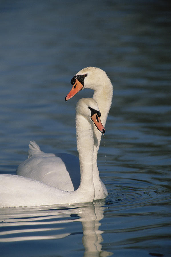 Mute Swan Cygnus Olor Couple Courting Photograph by Konrad Wothe