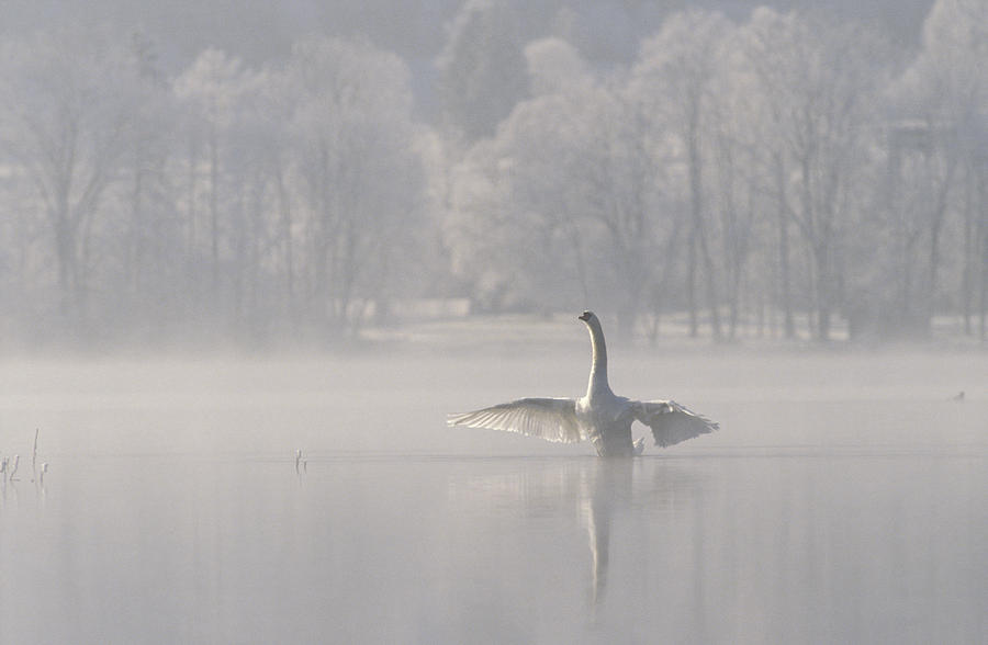 Mute Swan Cygnus Olor Stretching Photograph by Konrad Wothe