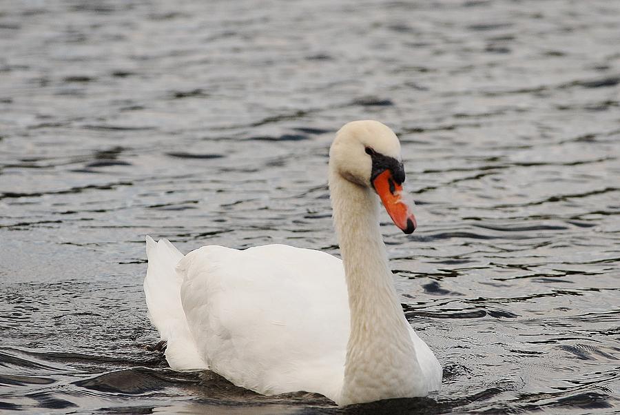 Mute swan Photograph by David Campione