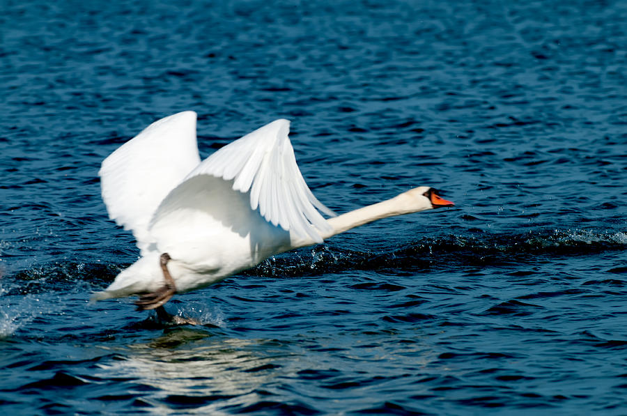 Mute Swan gaining Momentum Photograph by Randall Branham