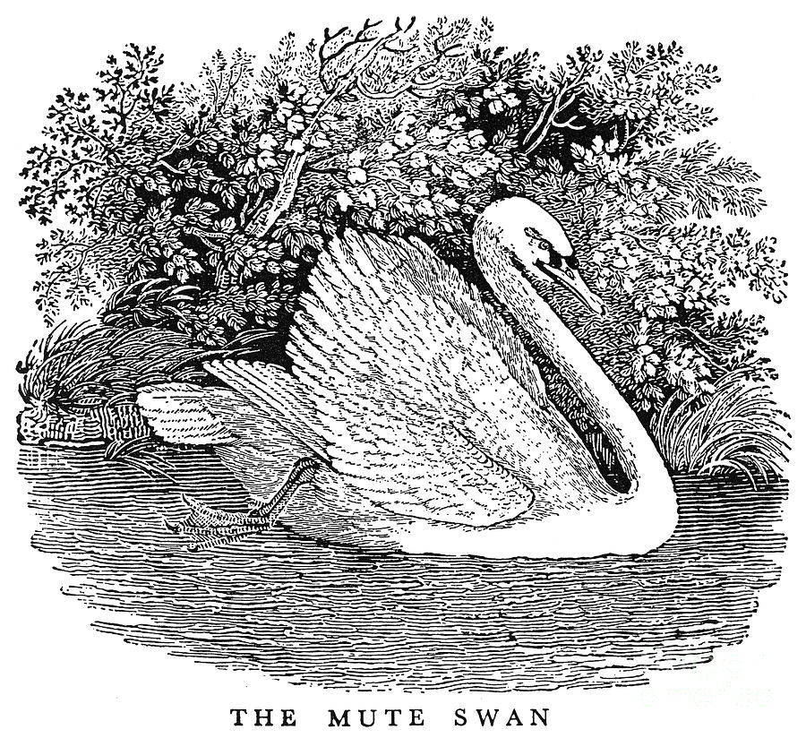 Mute Swan Photograph by Granger