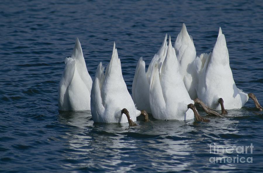 Mute Swan Photograph by Jack R Brock