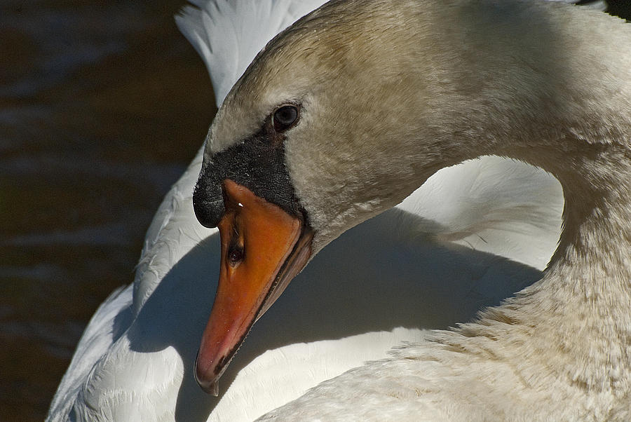Mute Swan Photograph by Pat Exum