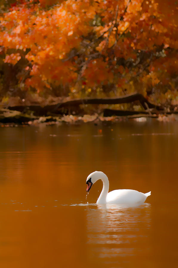 Mute Swan Photograph by Randall Branham