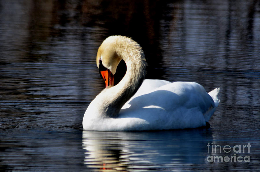 Mute Swan Photograph by Ronald Grogan