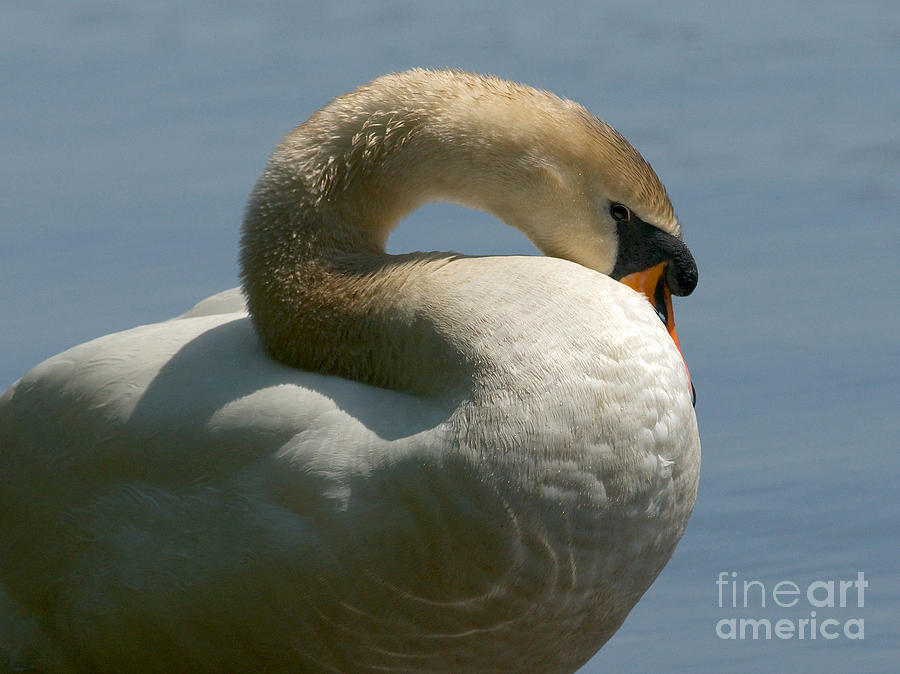 Mute Swan Photograph by Sharon Talson