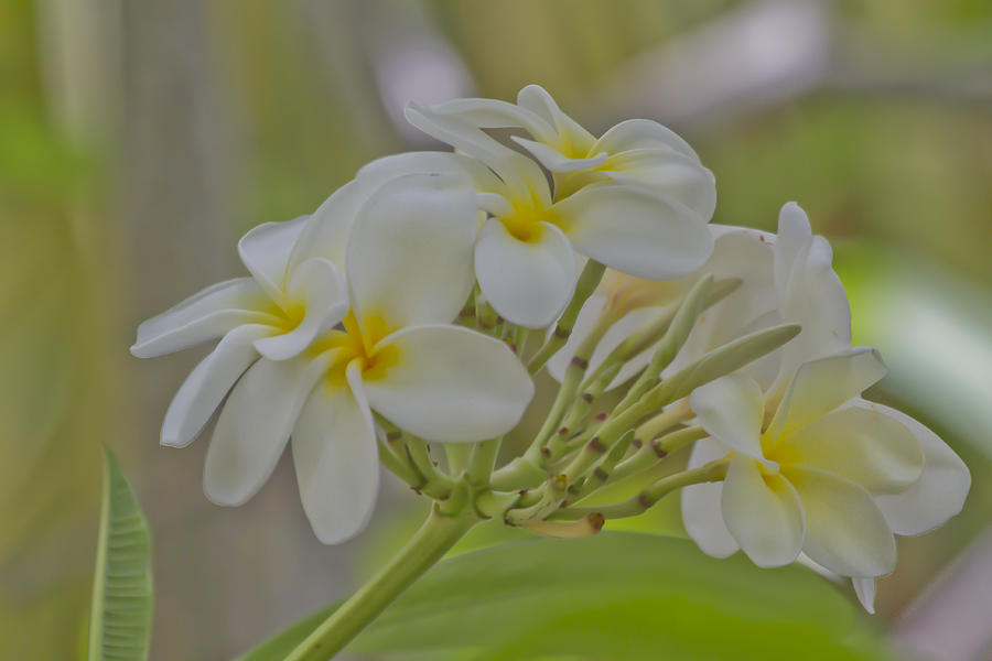 Muted Plumeria Photograph by Roger Mullenhour