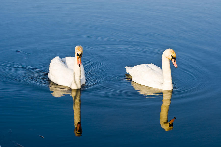 Swan Photograph - Muted by Rob Hemphill