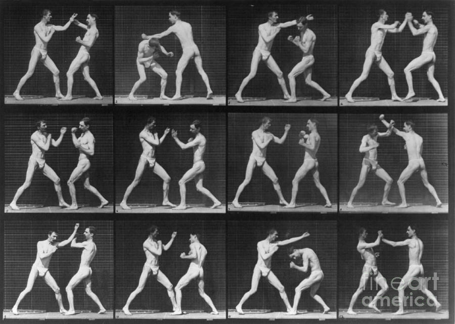 Muybridge Locomotion, Men Boxing, 1887 Photograph by Photo Researchers
