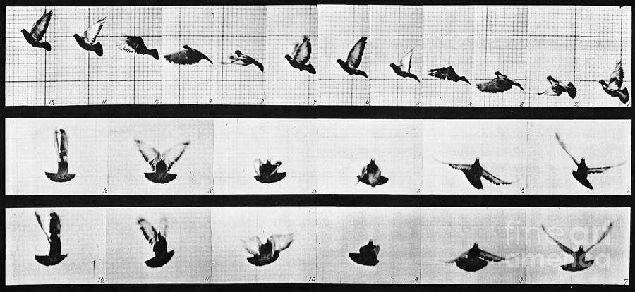 Muybridge Locomotion, Pigeon In Flight Photograph by Photo Researchers