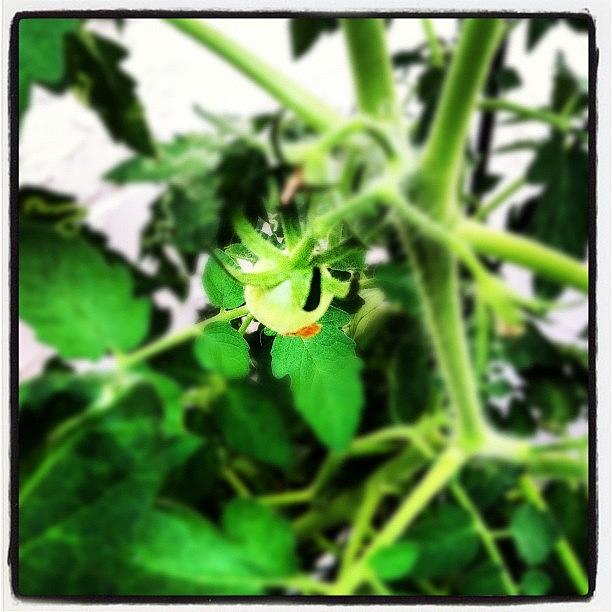 Tomato Photograph - My 1st Tomato #plant #garden #life by Jenni Pixl