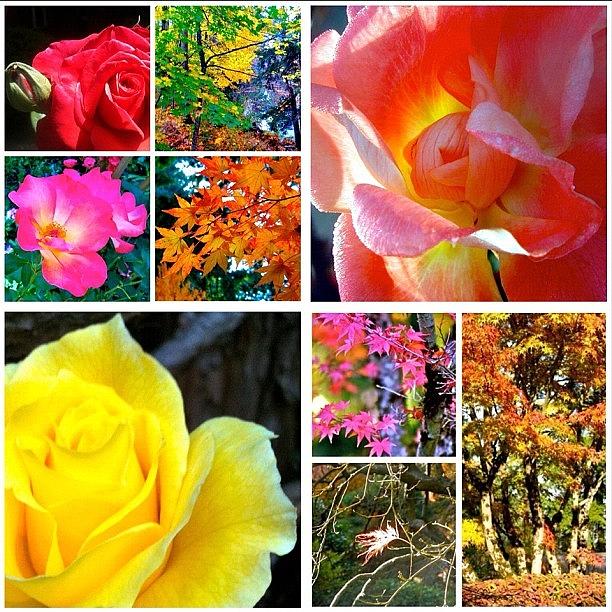 Rose Photograph - My #9ofPride Collage by Anna Porter