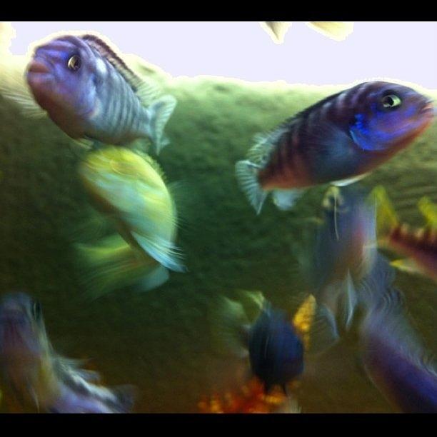 Fish Photograph - My Aquarium Candids by Martin Endara