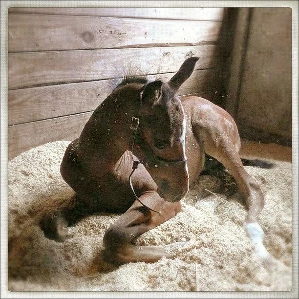 Horse Photograph - My Baby Indy @ 1 Month Old. #horse by Jackie W