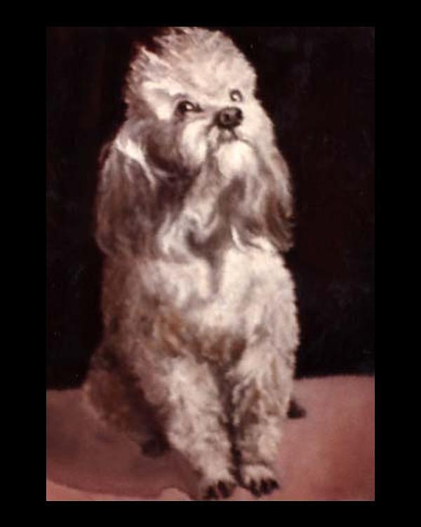 Pet Portrait Painting - My Baby Poodle by Jordana Sands