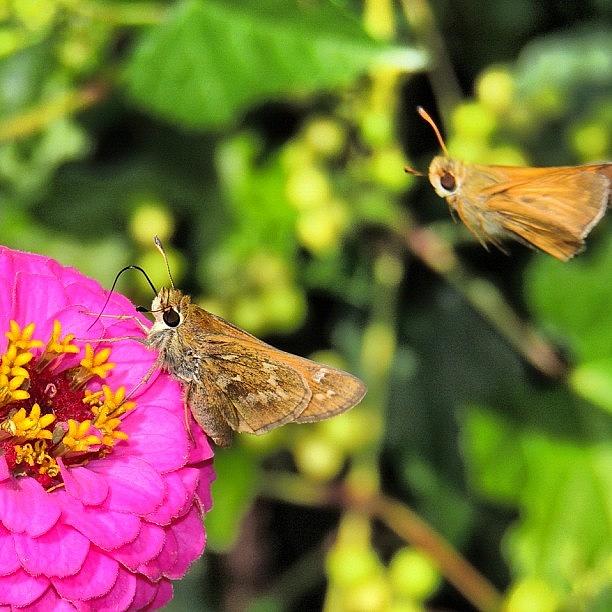 Butterfly Photograph - My #backyard #beautiful #cute #flowers by Katharine  L