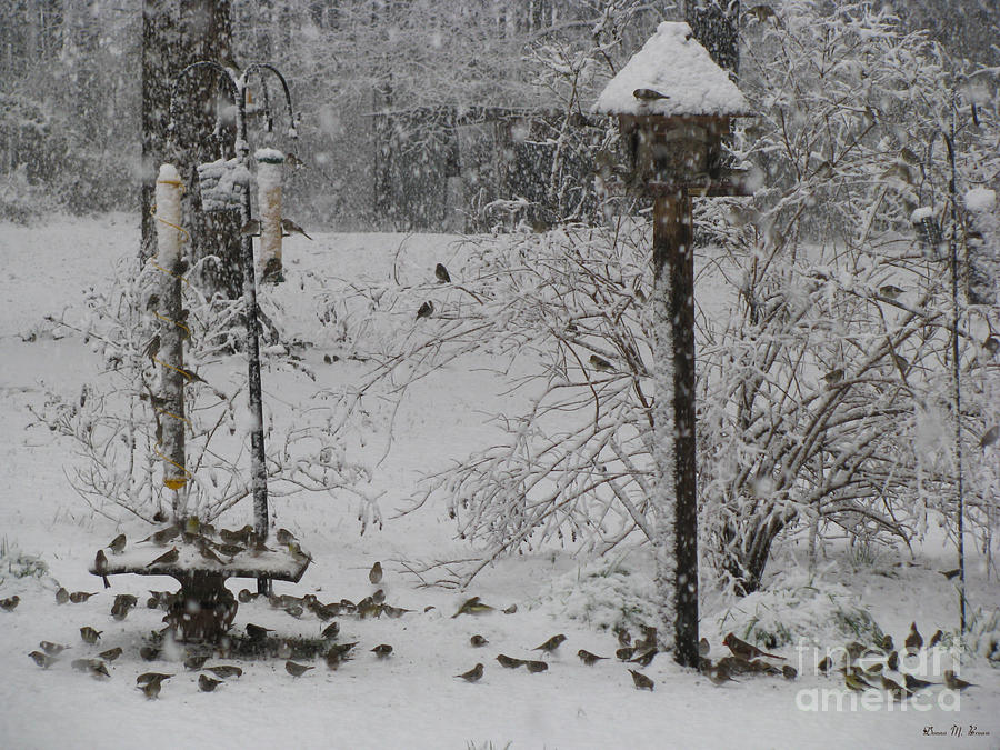 Snowing Hard In My Backyard  Photograph by Donna Brown