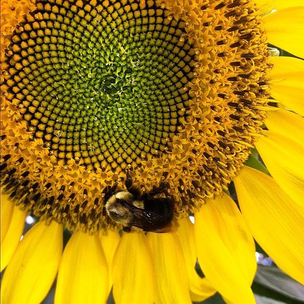 Nature Photograph - My Backyard #flowers #sunflowers #bees by Katharine  L