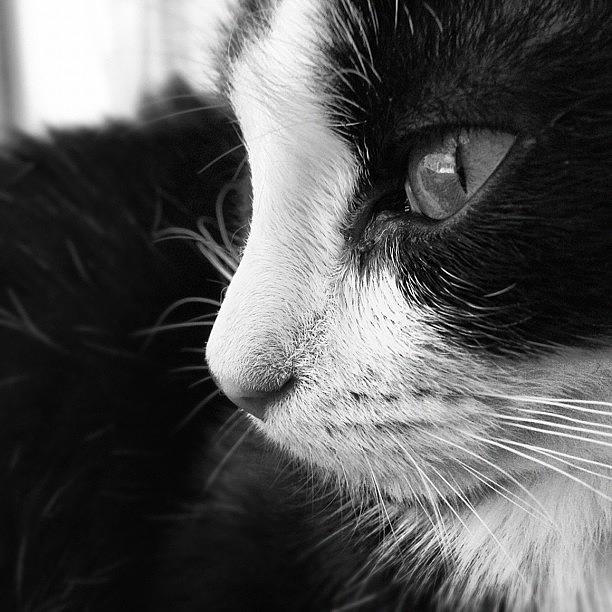 Cat Photograph - My Beautiful by Heidi Taule