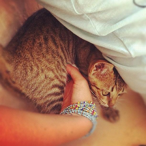 Cat Photograph - My Beautiful Shuba #picoftheday by May Pinky  ✨