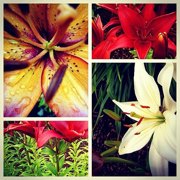 Nature Photograph - My Best #flower Pics Put Together by Cassidy Taylor