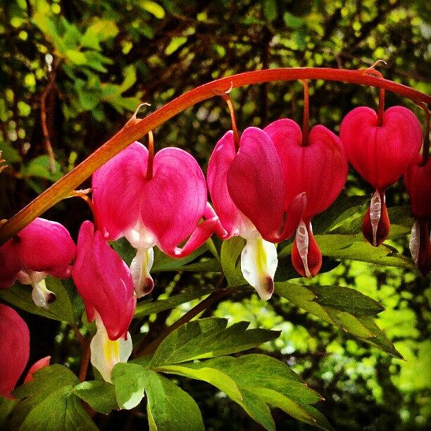 My Bleeding Hearts Photograph by Travel Designed