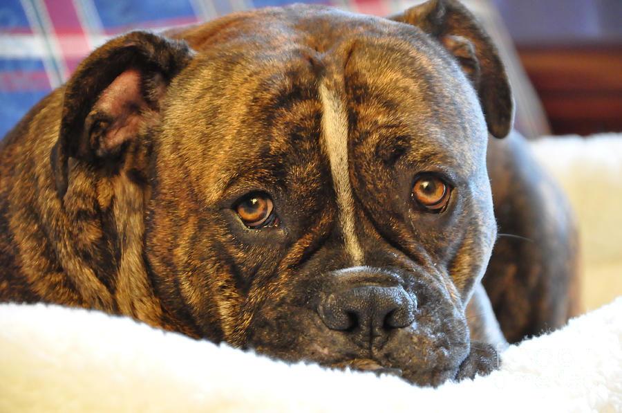 Olde English Bull Dogge Photograph - My Boy by Tommy  Urbans
