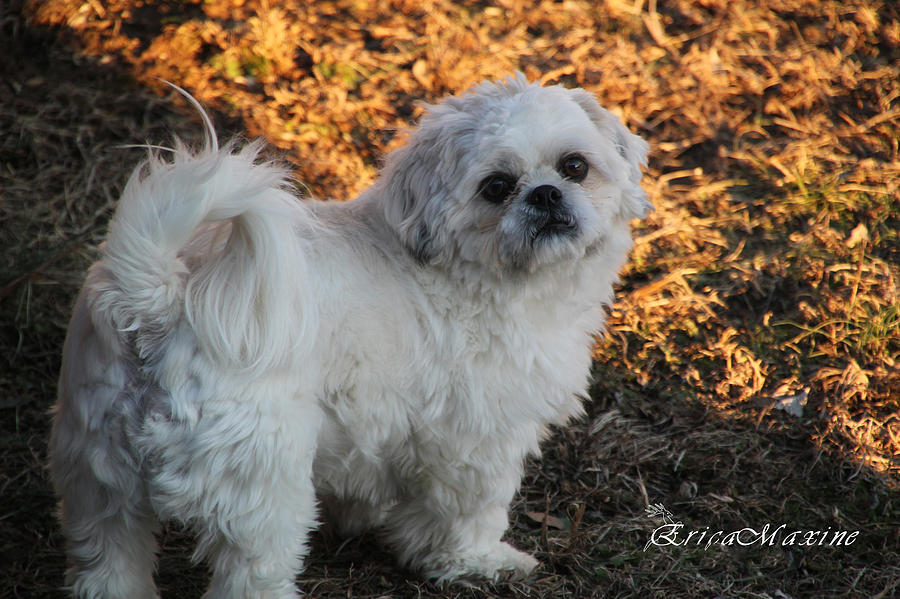 Dog Photograph - My Bubba by Ericamaxine Price