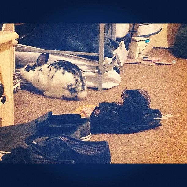 My Bunny Decide To Make A Mess And U Photograph by Walter Bonilla