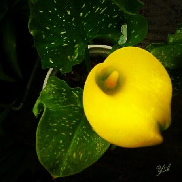 Lily Photograph - My Calla Lily Bloomed :) by Yovonne Ahrens