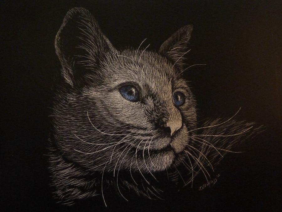 Animal Drawing - My cat Boo by Jennifer Jeffris