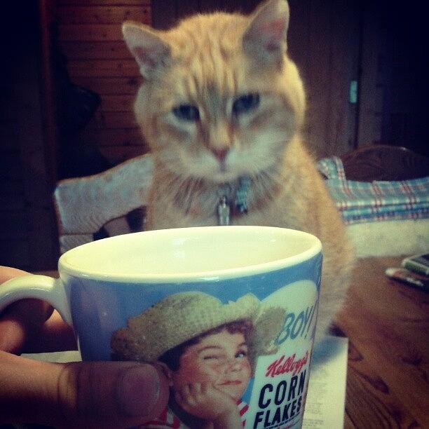 Cat Photograph - My Cat Is Fascinated By My Milk by Adorable Cats