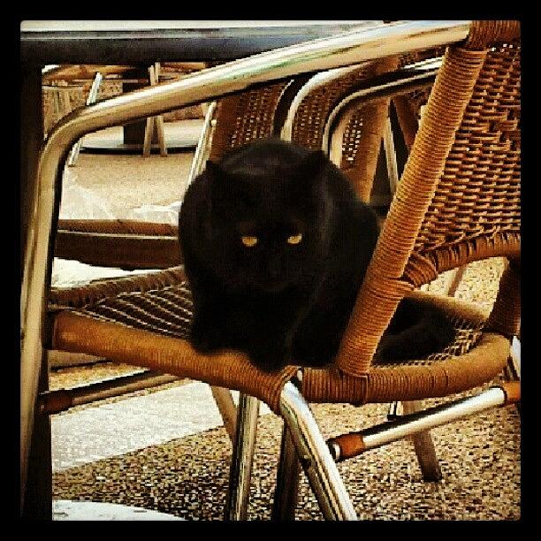 Cat Photograph - My Chair.
#cat #black #angry #ninja by Yair Gat