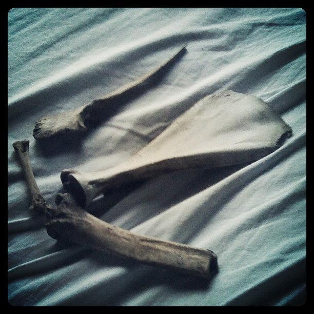 My Current Amount Of Animal Bones Y___y Photograph by Macy Cook