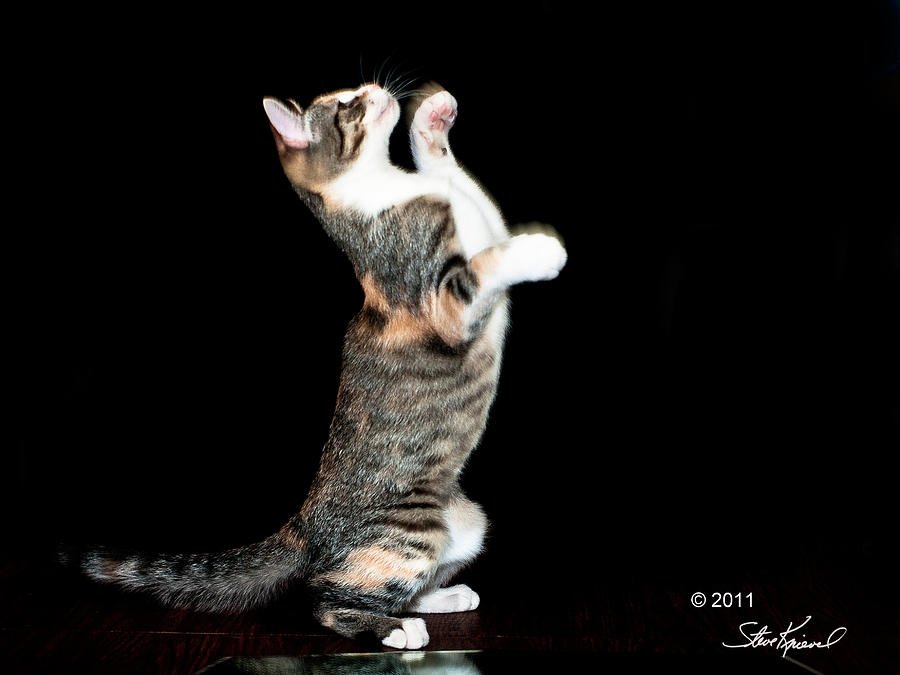 Cat Photograph - My Dance Moves by Steve Knievel
