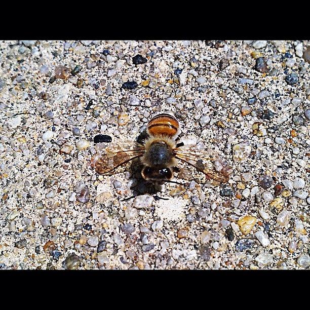 Insects Photograph - My Dead Bee #4 #deadbeeseverywhere #bee by Nichole Zellmer