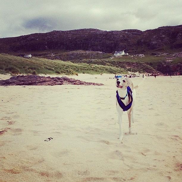 Beach Photograph - My Dog #benny #scotland #beach #ocean by David Moffat