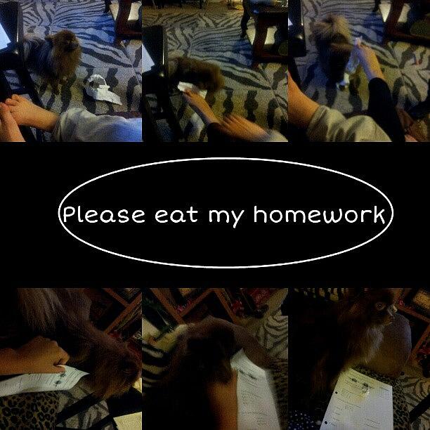 My Dog Doesnt Want To Eat My Hw Photograph by Jackeline Gonzalez