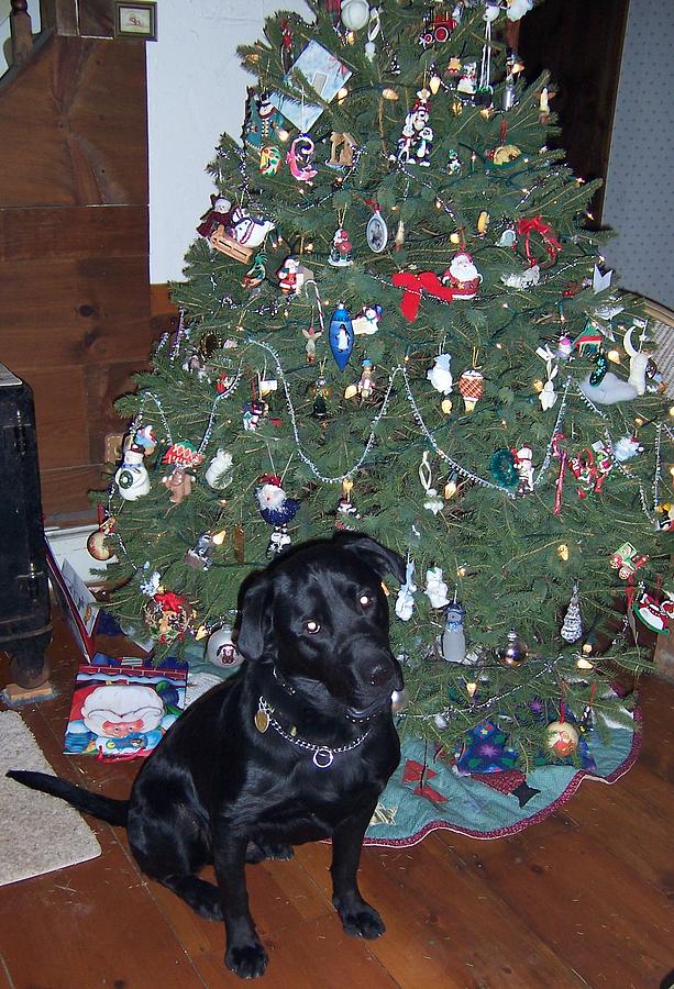 my dog Louie at Christmas Photograph by Kim Galluzzo