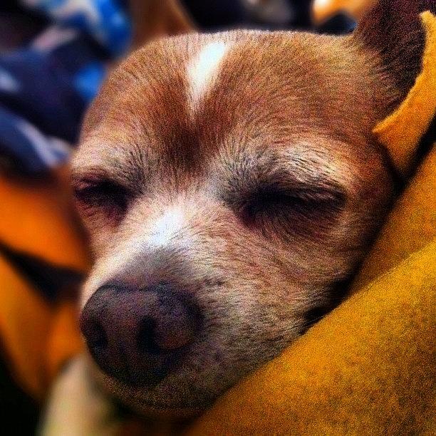 Dog Photograph - My Dog Odie Wrapped Up In My Blanket by David Leandro Dog Photograph - My Dog Odie Wrapped Up In My Blanket by David Leandro