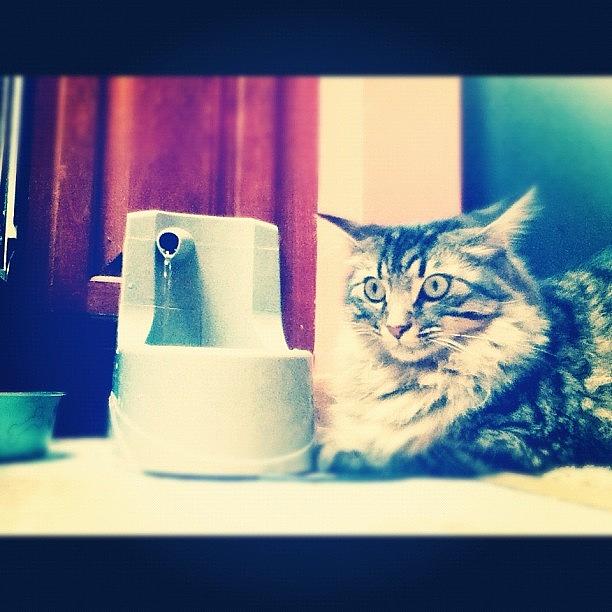 My Fat Cat Poses By His Water Fountain Photograph by Ryan Shurina
