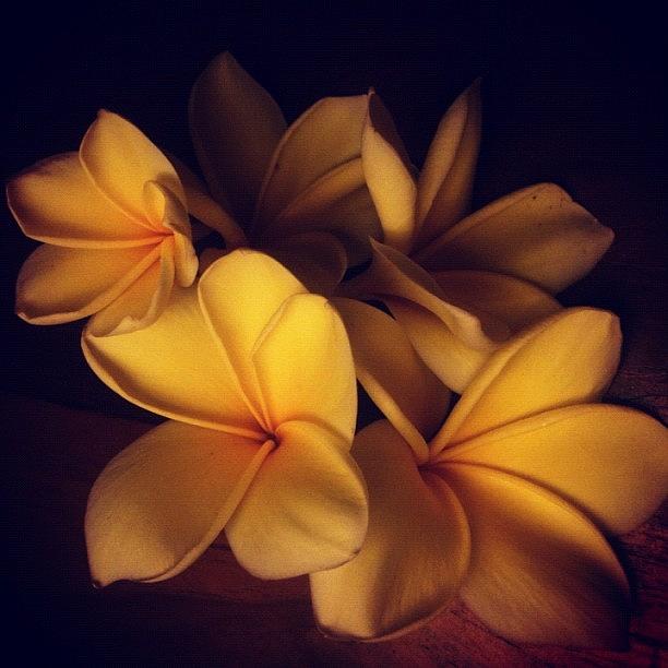 Plumeria Photograph - My Favorite Flowers In #bali. #plumeria by Jayme Rutherford