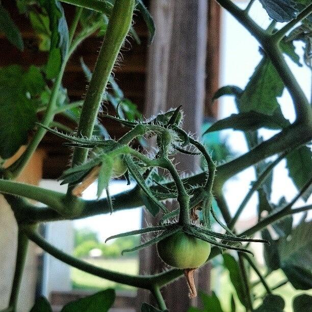 Tomato Photograph - My First Born. #tomato #heatwave #baby by Kevin Lawton
