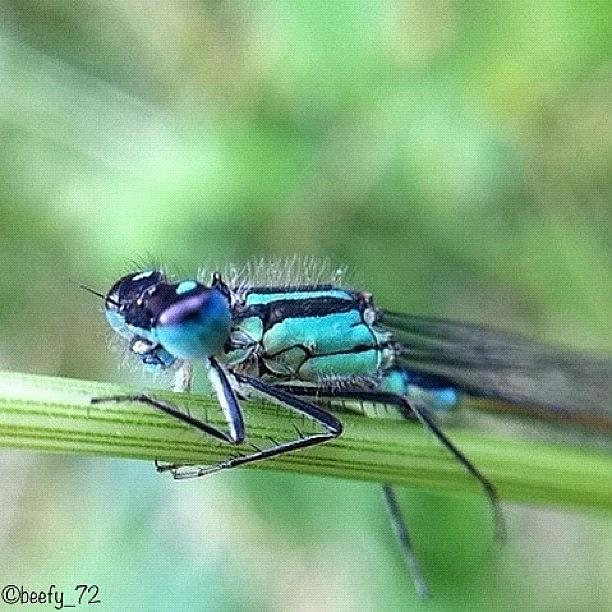 Insects Photograph - My First Damsel Fly And I Almost Missed by Paul Burger