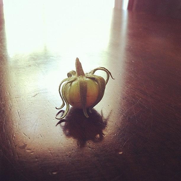 My First Home Grown  Tomato And Little Photograph by Rachel Coffman