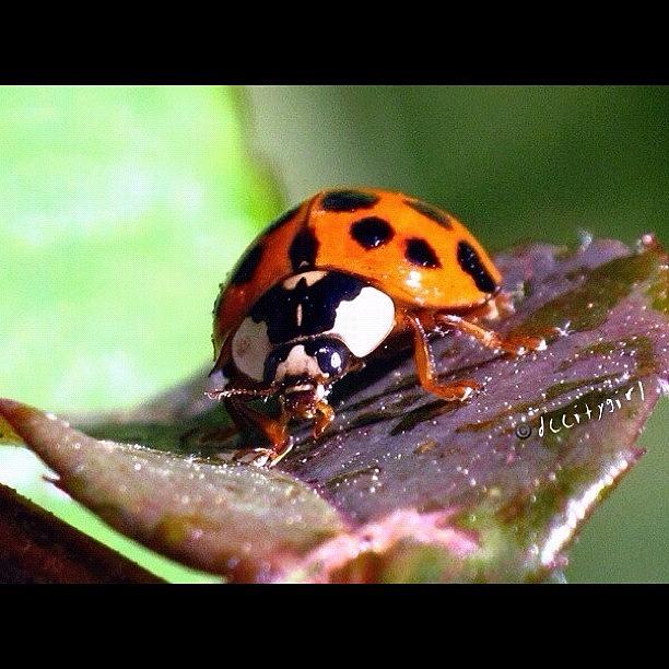 📷📷my First Ladybug Of The Season Photograph by Dccitygirl WDC