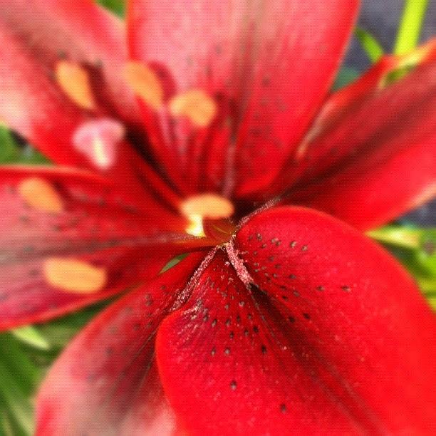Unfiltered Photograph - My First Red Day Lily. #unfiltered by Michael Krajnak