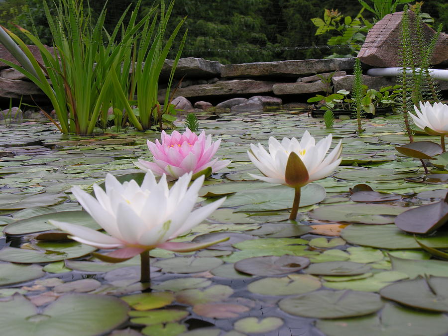 My Fish Pond Lilies Photograph by Robert P Hedden
