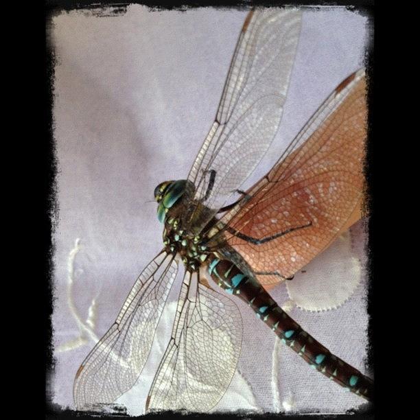 My Friend Beautiful Dragonfly Photograph by Rita Frederick