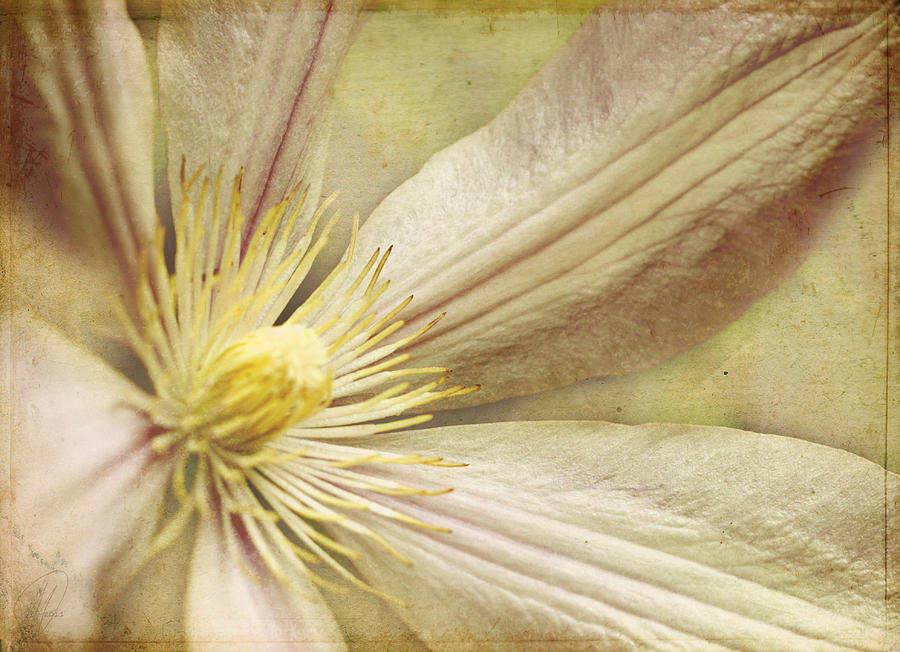 Flower Digital Art - My Friends Clematis by Margaret Hormann Bfa
